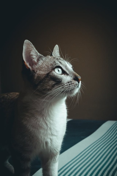 pexels-isabella-mendes-107313-979003-1