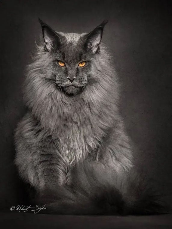 A majestic cat looking at your soul A majestic cat looking at your soul